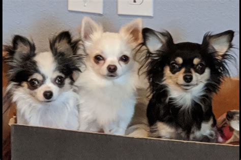 chihuahua puppies long hair|long hair chihuahua puppies for sale.